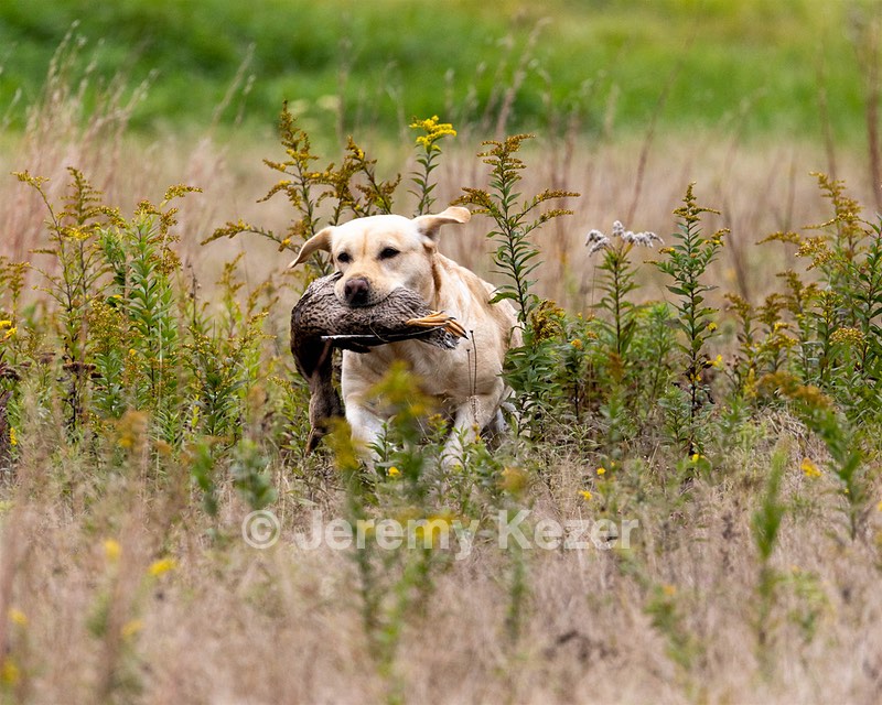 Tilly Kase