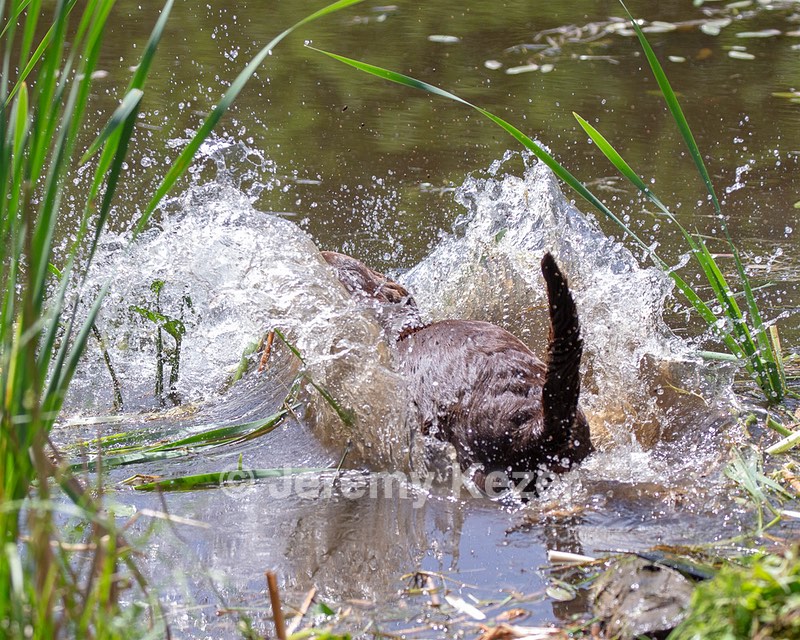 Otter Donlon