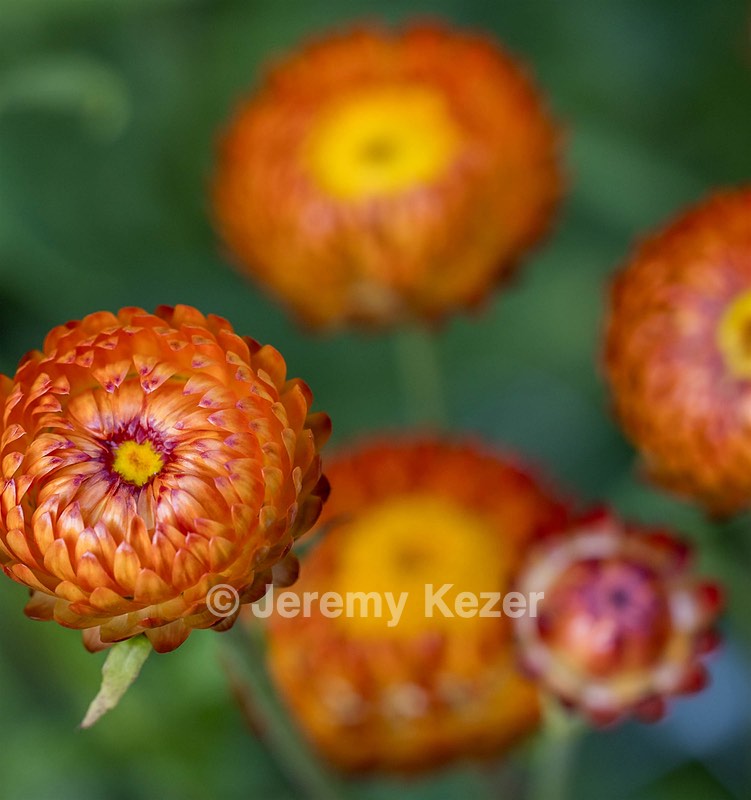 Strawflowers, Massachusetts