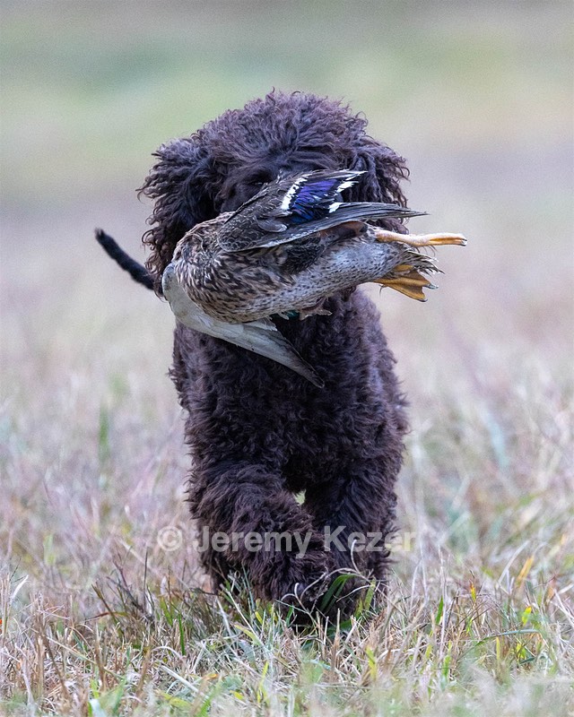 Ghillie Kezer