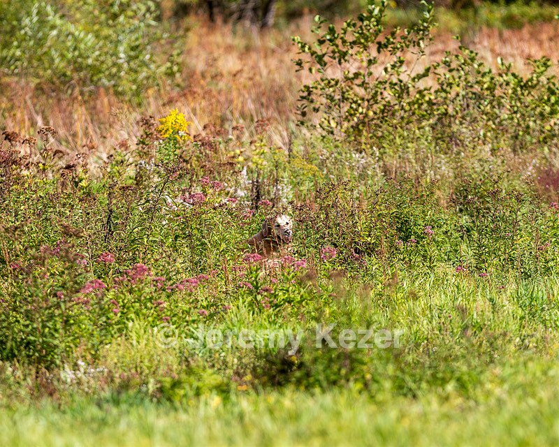 Ghillie Deresienska