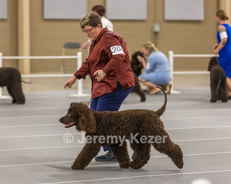 204 - CH Brekkon’s Brown Eyed Girl At Flintcrest DJ CGC TKN FTI