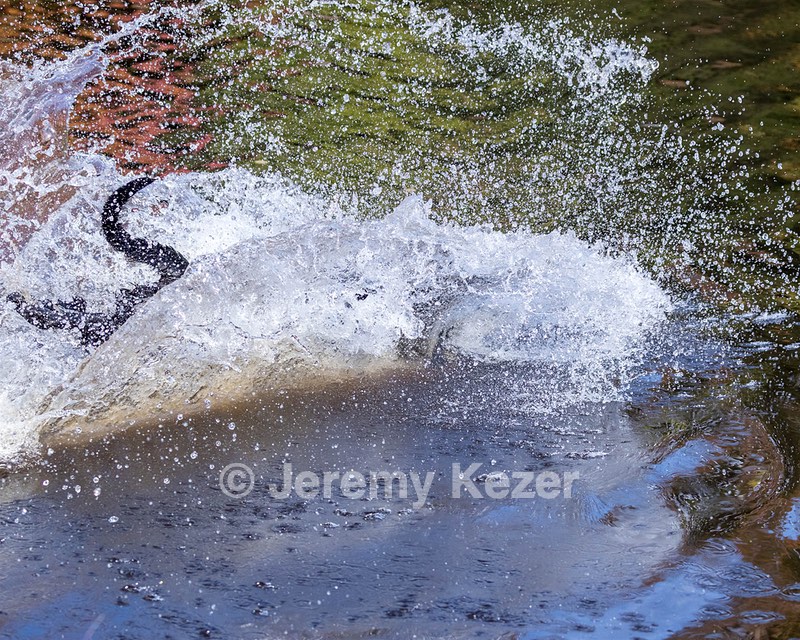 River Woodfall