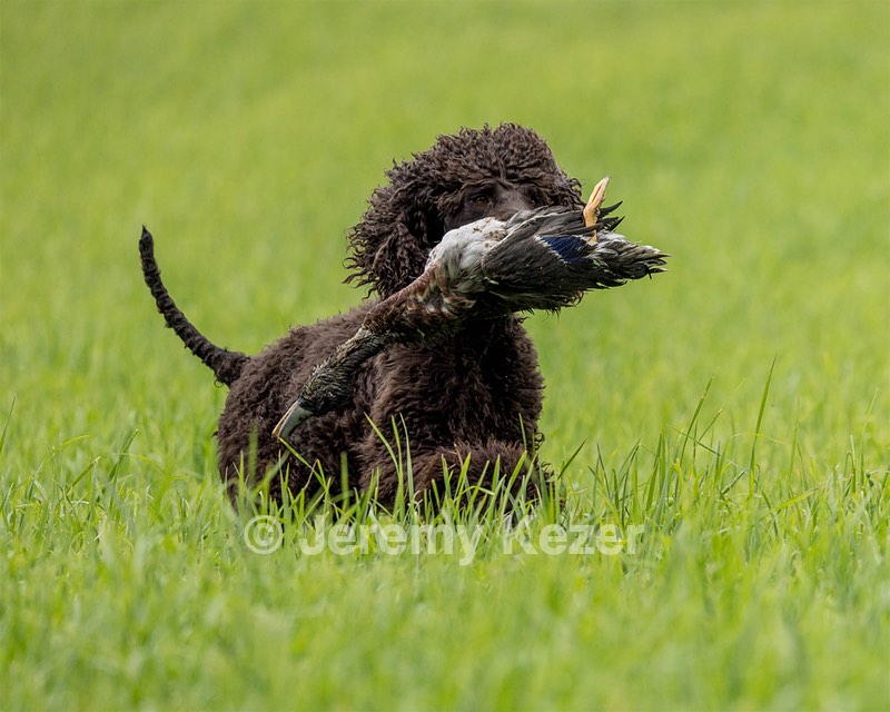 Ghillie Kezer