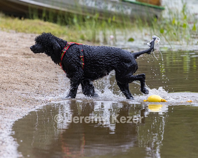 Ziva Hyres