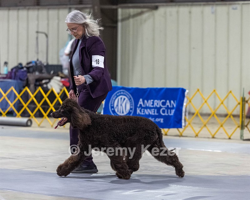 18 - CASTLEHILL'S P.S. BABY I'M A STAR AT DONNYBROOK FDC CA FCAT SWNE
SWA SIAE SEAE TKN ATT FTN (Portia)