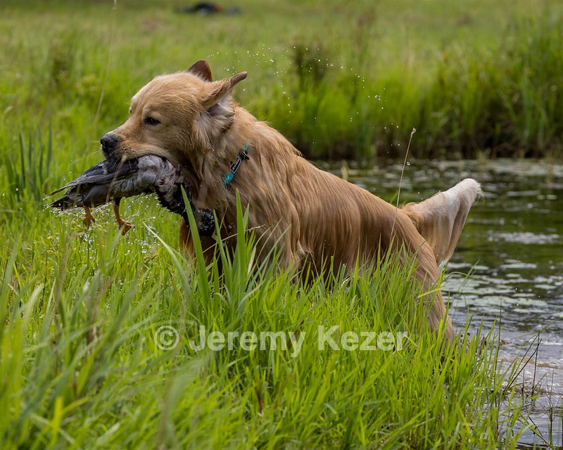 Brooklyn Foster