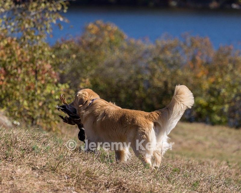 Bowie Donnelly