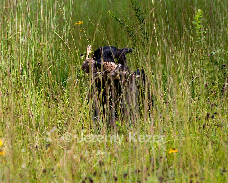 Otter Young