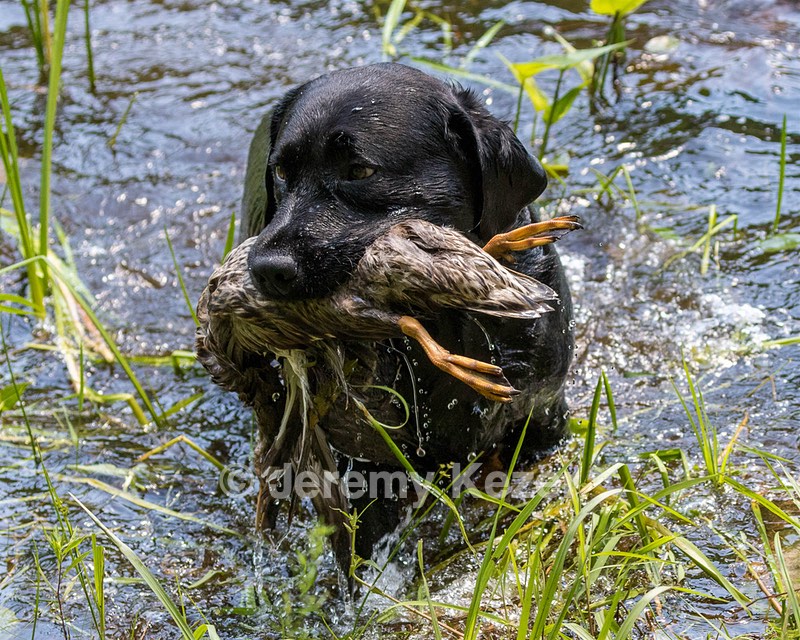 Scout