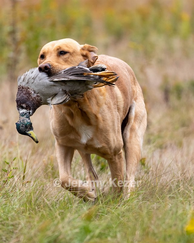 Rooster Johnston