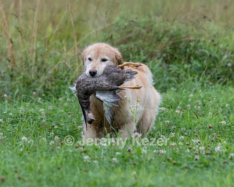 Charm Schapp
