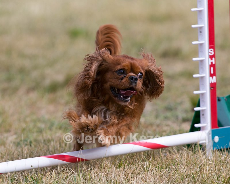 20150613-CCKC-0015.jpg