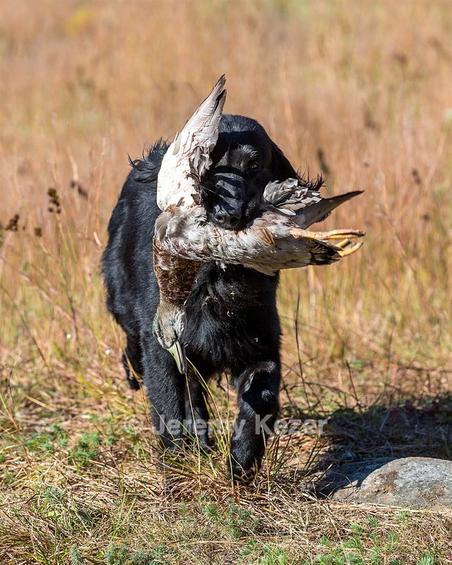 Ruger Bodine