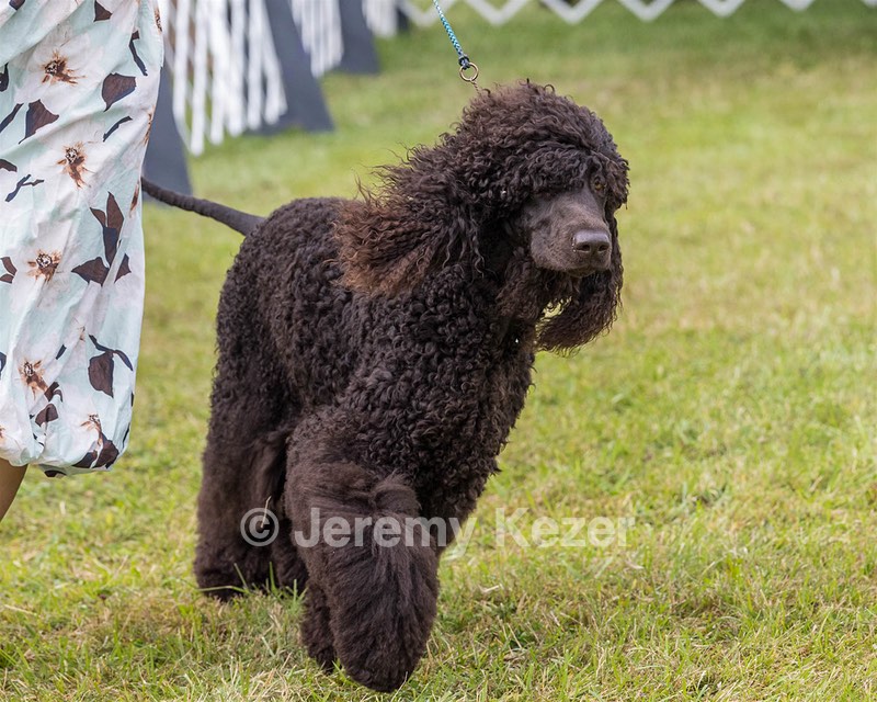 24 - POOLE'S IDE MODERN LOVE CGC (Remi)