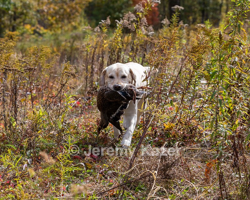 Meadowmere's Annisquam JH WC CGC (Annie)