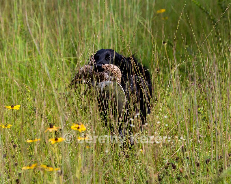Otter Young