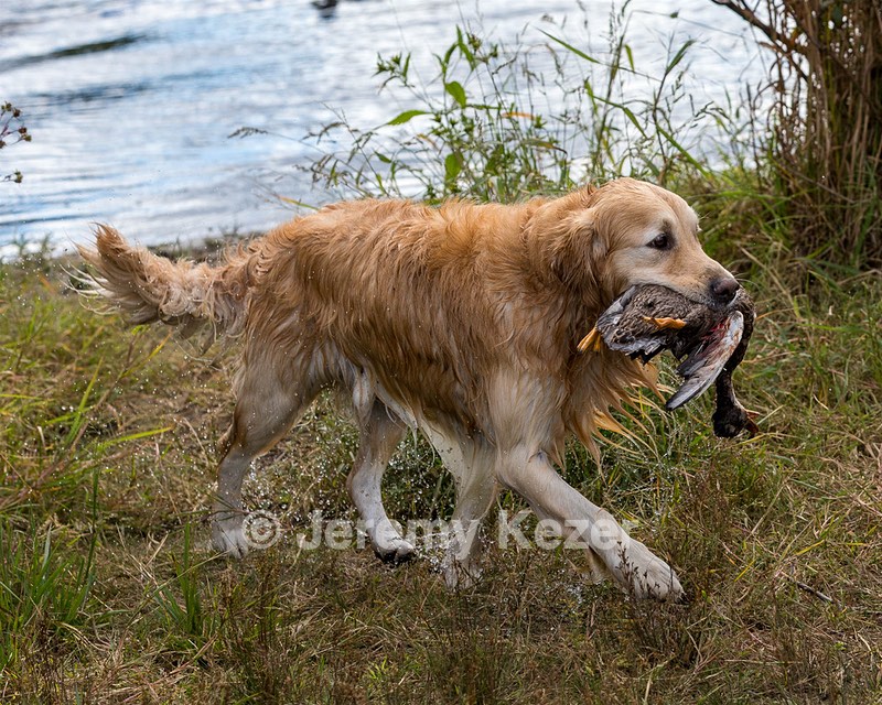 Ghillie Deresienska