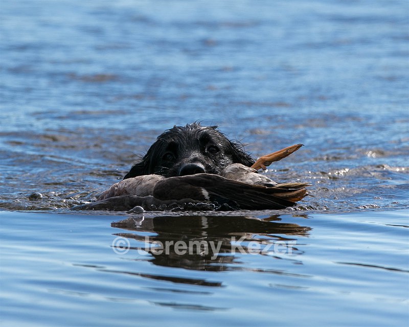 Ripple