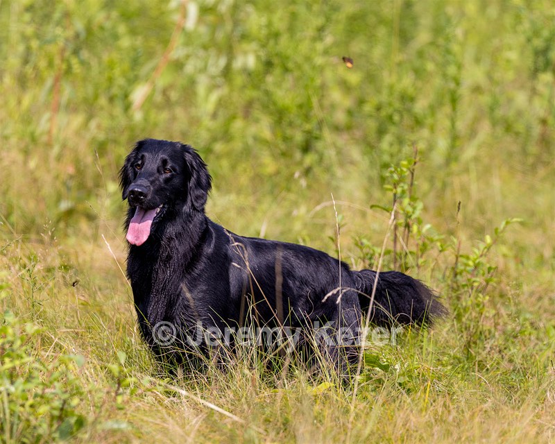 Ziva