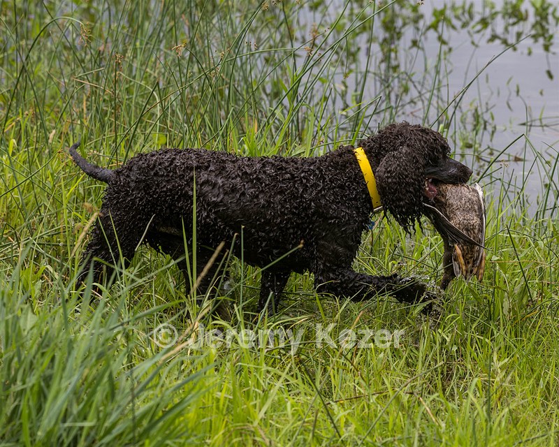 Arrow Kezer