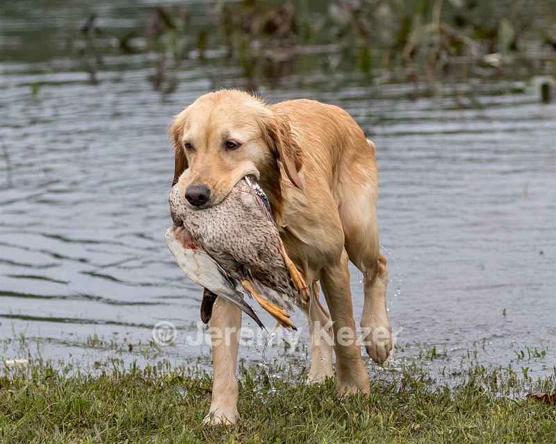 Sedge Houston