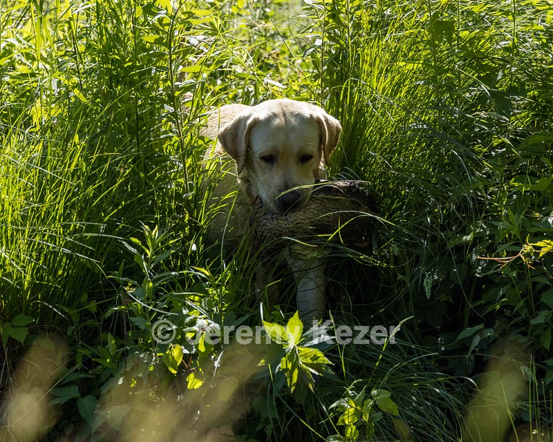 Powder Carpenter