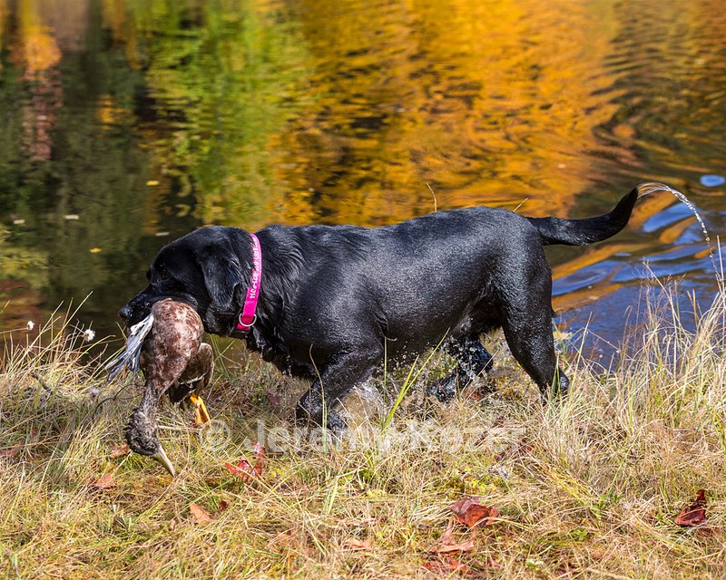 Shoreline's Dancing Girl (Sadie)