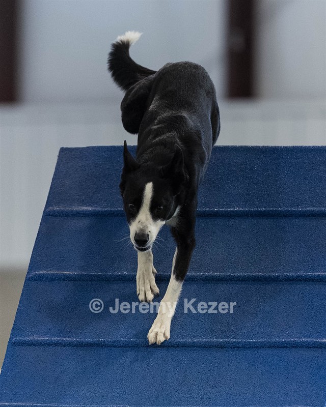 Bowie Botelho