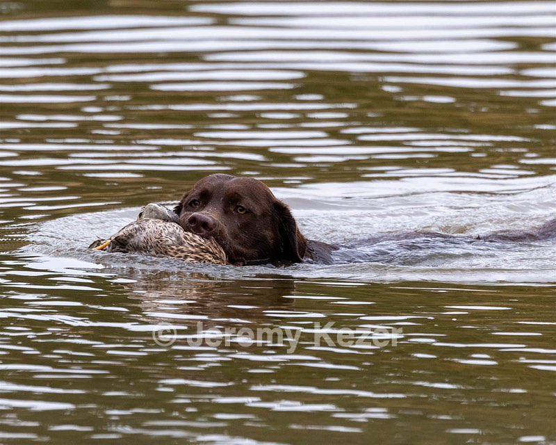 Charlie Gosselin
