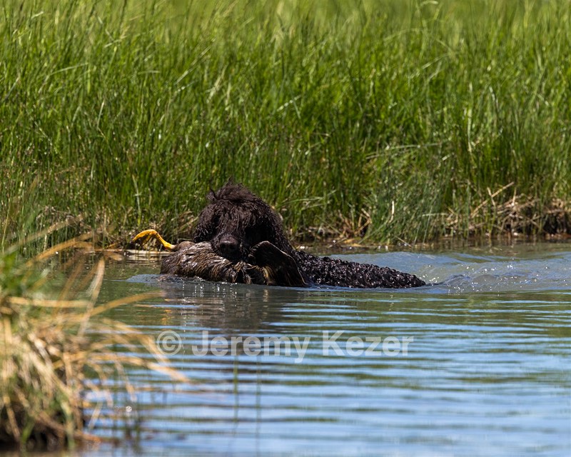 Ghillie