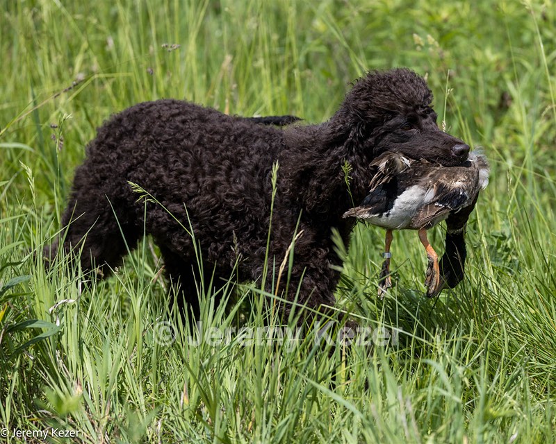Ghillie Kezer