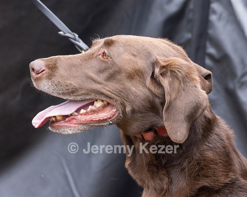 Izzie