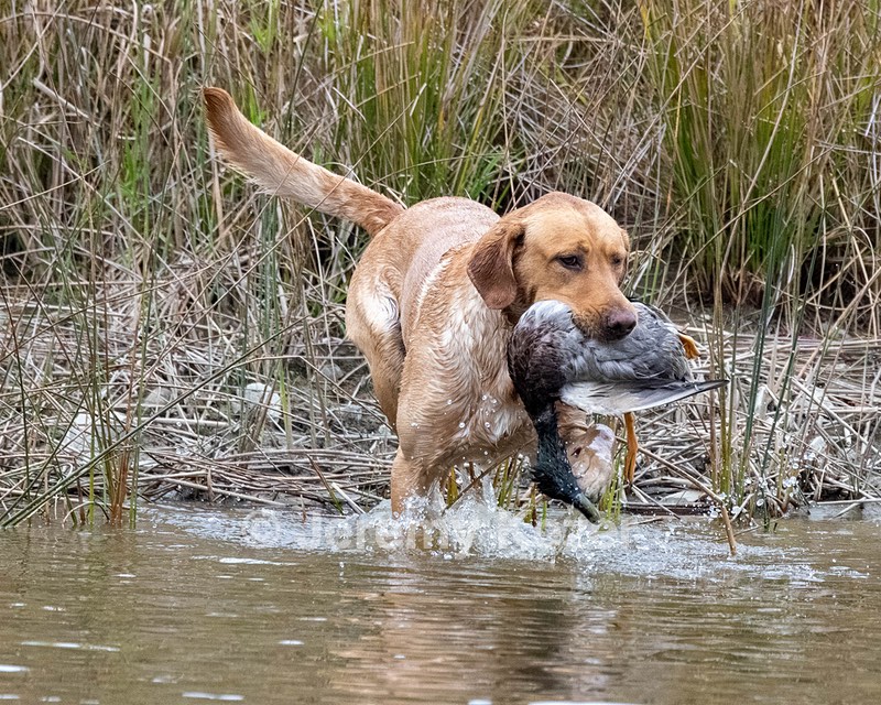 Rooster Johnston