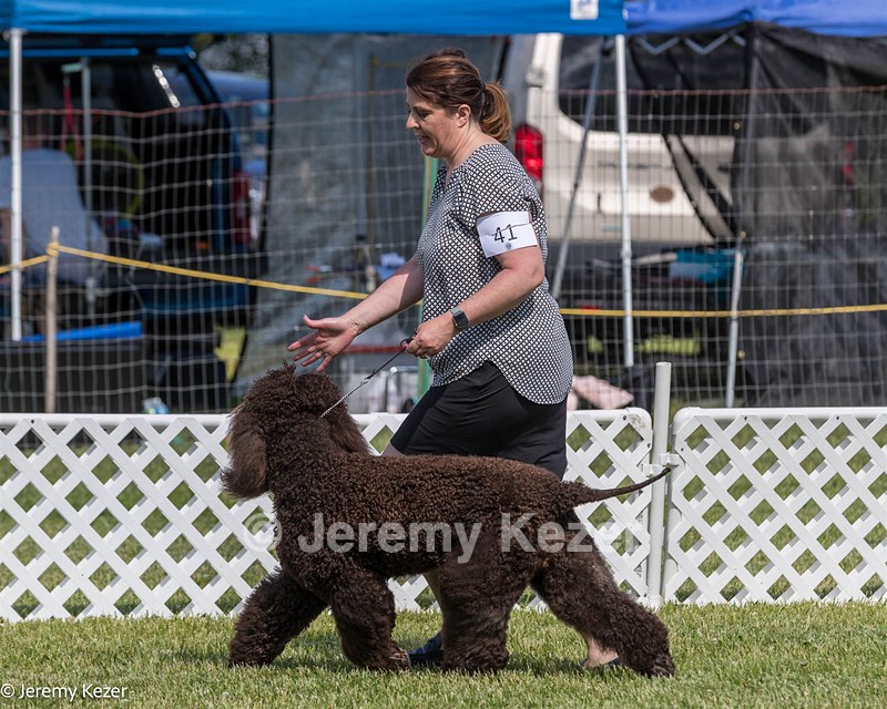 41 - GCH CH Brekkon's First Mark BN RN CGC TKN