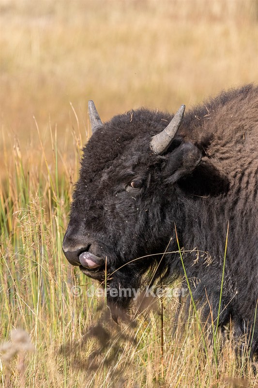 Yellowstone National Park