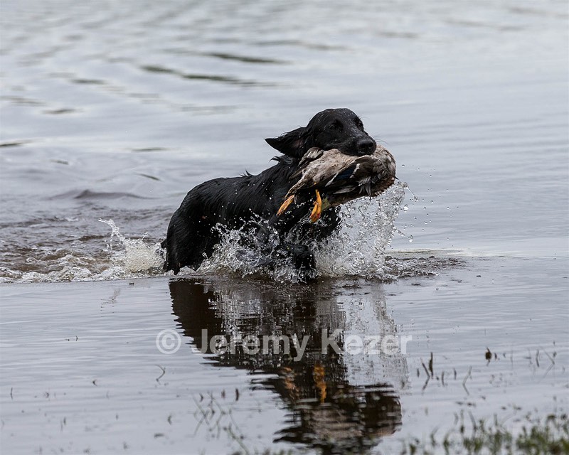 Splash Nettleton-Smilas