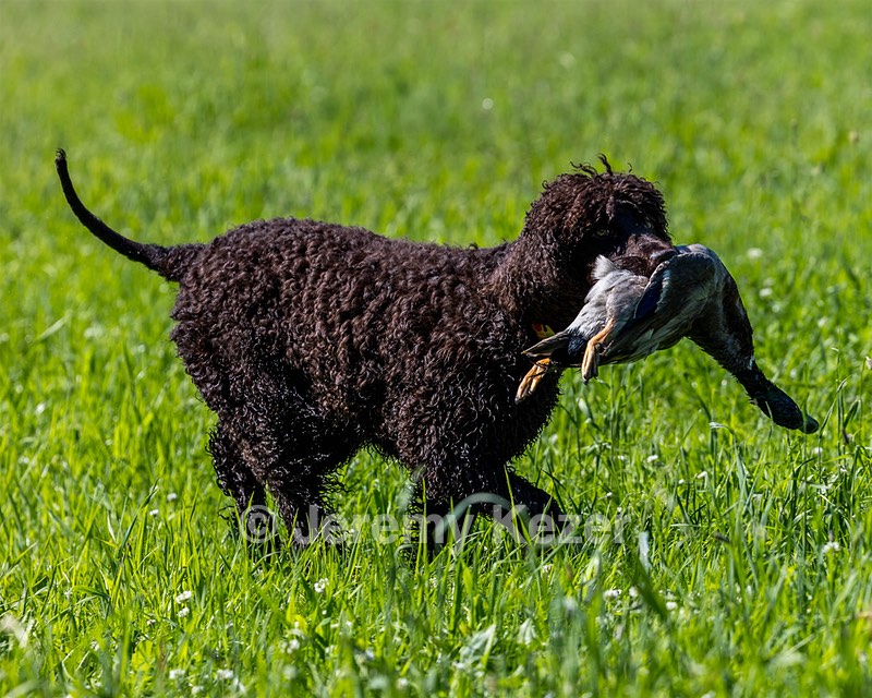 Ghillie Kezer
