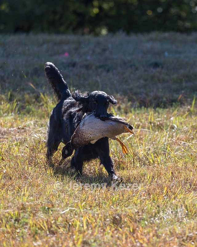 Dolly Partridge