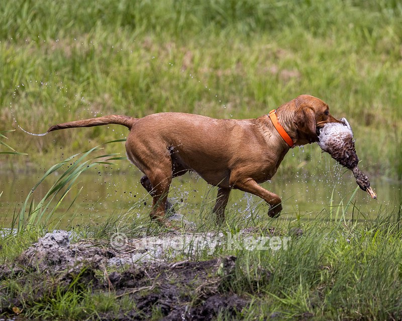 Rosie Wilson