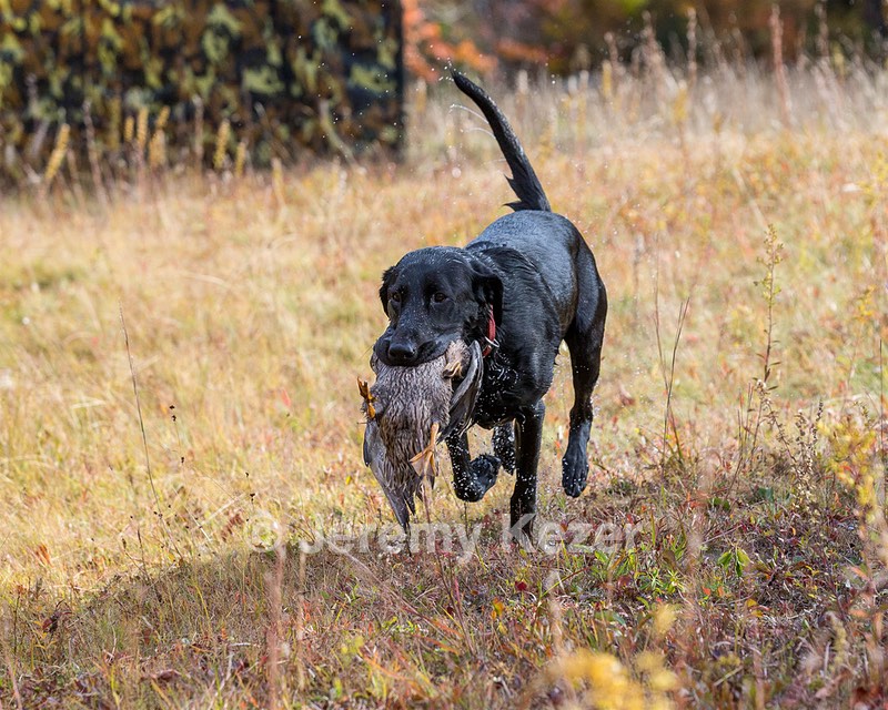 Locust Ridge Star Warrior (Harry)