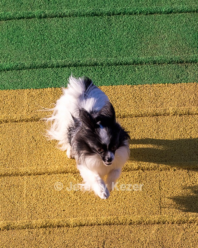 Maximus Johnson
