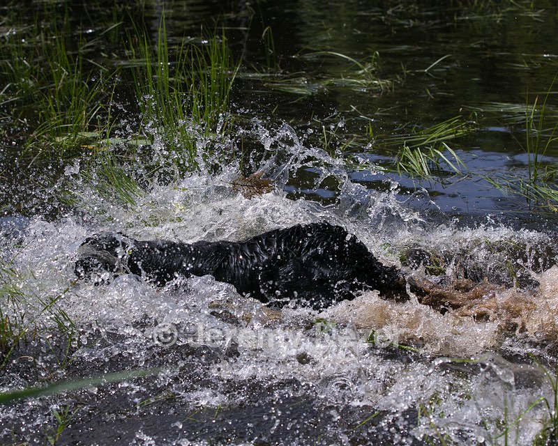 Bode Markle