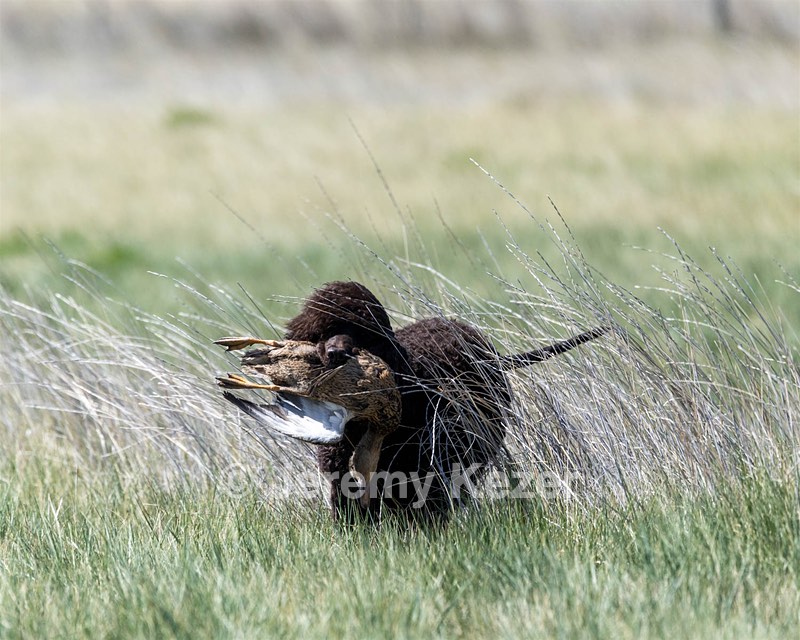 Ghillie