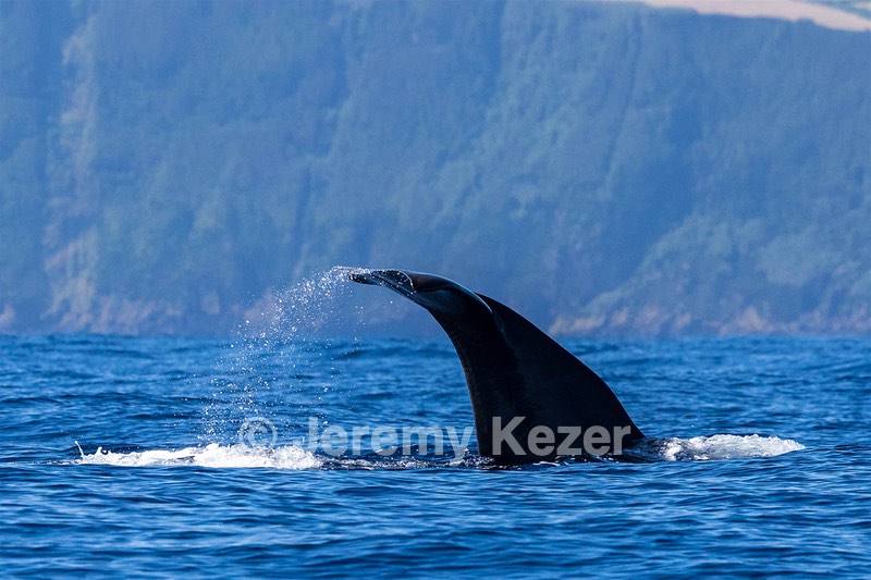 Sperm Whale