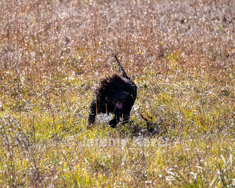Ghillie Kezer