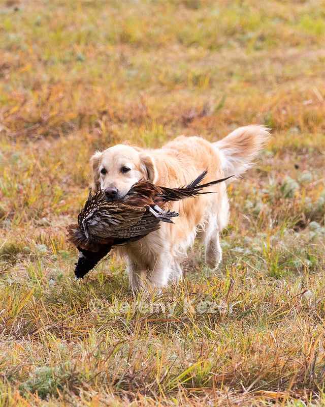 Ghillie