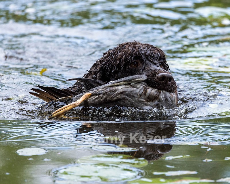 Ghillie Kezer