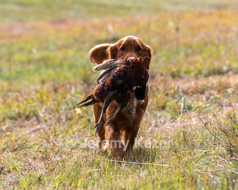Tracker