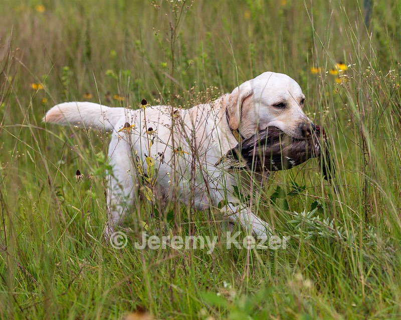 Henry